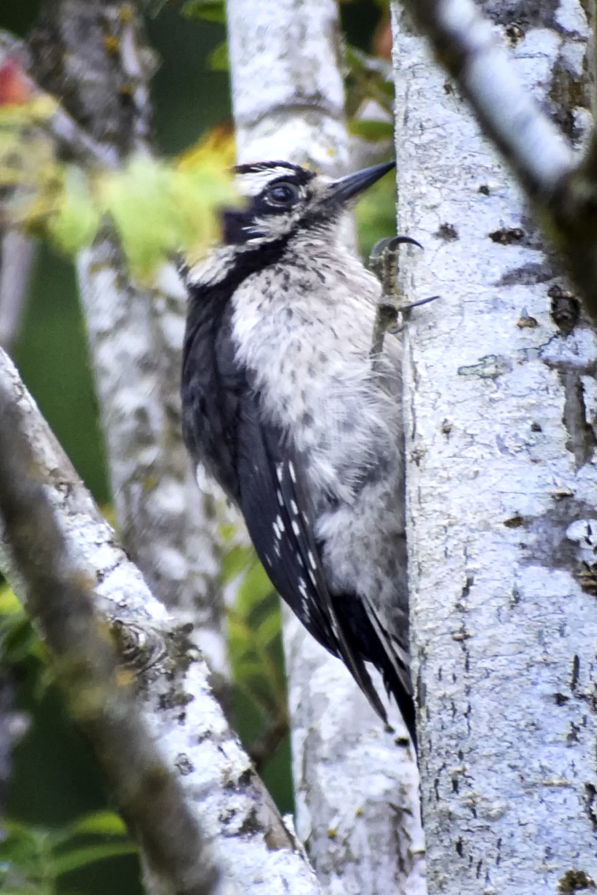 busy bird